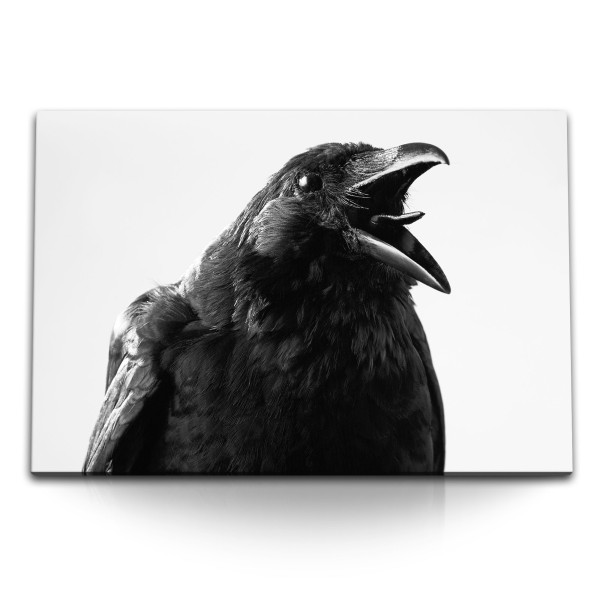 Paul Sinus Art 120x80cm Wandbild auf Leinwand Krähe schwarzer Vogel Tierfotografie Rabe