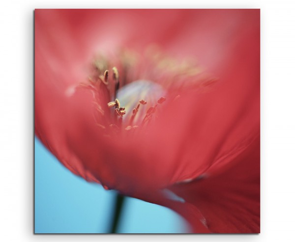 Paul Sinus Art Naturfotografie – Roter Mohn in Großaufnahme auf Leinwand