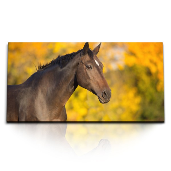 Paul Sinus Art Kunstdruck Bilder 120x60cm Pferd Hengst Herbst Natur Tierfotografie