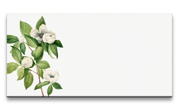 Paul Sinus Art Remaster 120x60cm Botanische Zeichnung Virginia Stewartia Kamelie Blume Blüte