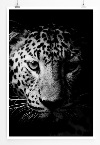 Paul Sinus Art 90x60cm Poster Tierfotografie Weißer Leopardenkopf