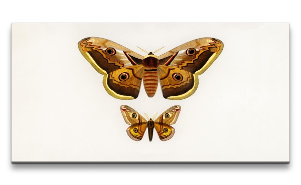 Paul Sinus Art Remaster 120x60cm Alte Illustration Schmetterling Kunstvoll Vintage Dekorativ