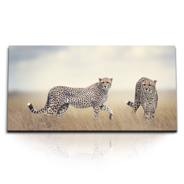 Paul Sinus Art Kunstdruck Bilder 120x60cm Zwei Geparde Afrika Raubkatzen Steppe Tierfotografie