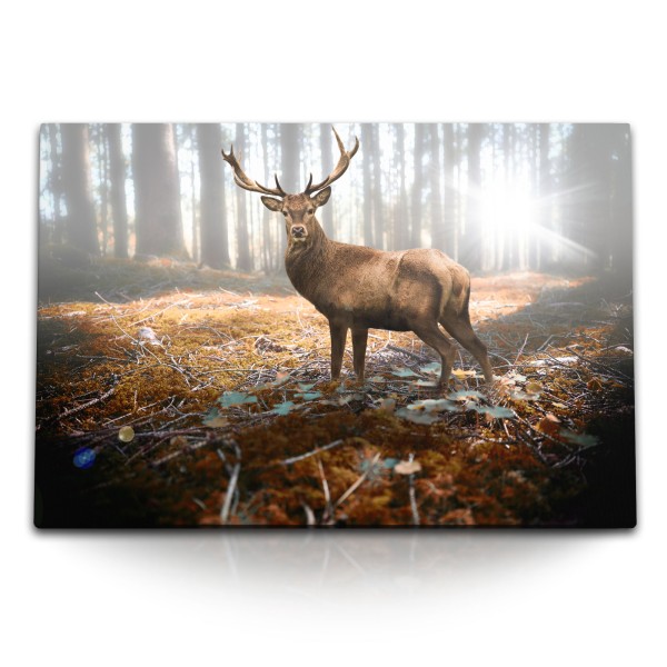 Paul Sinus Art 120x80cm Wandbild auf Leinwand Hirsch Wald Natur strahl Tierfotografie