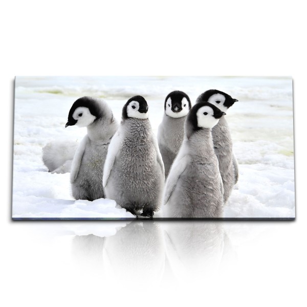 Paul Sinus Art Kunstdruck Bilder 120x60cm Kleine Pinguine Babypinguine Eis Schnee Tierfotografie