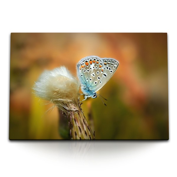 Paul Sinus Art 120x80cm Wandbild auf Leinwand Makro Schmetterling Nahaufnahme Natur Pusteblume