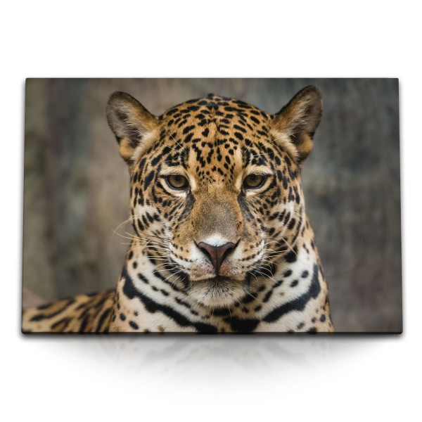 Paul Sinus Art 120x80cm Wandbild auf Leinwand Tierfotografie Jaguar Raubkatze Großkatze Raubtier