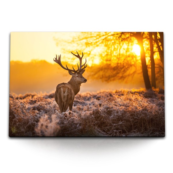 Paul Sinus Art 120x80cm Wandbild auf Leinwand Hirsch Hirschgeweih Abendrot Natur Tierfotografie