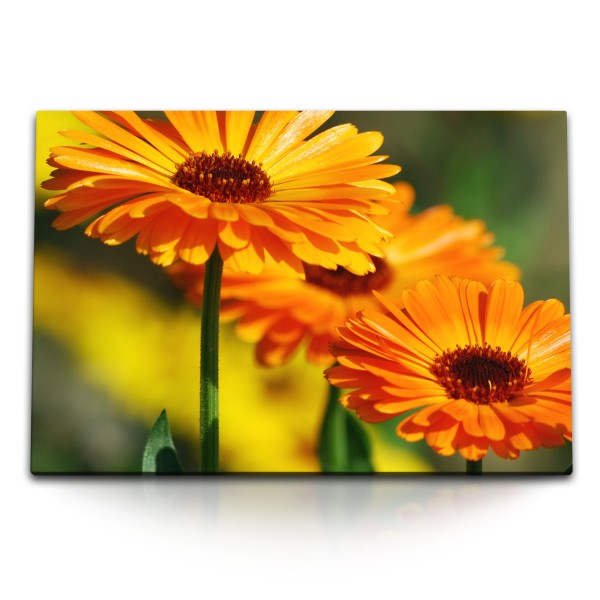 120x80cm Wandbild auf Leinwand Ringelblume Orange Blumen Blüten Sommer Sonnenschein