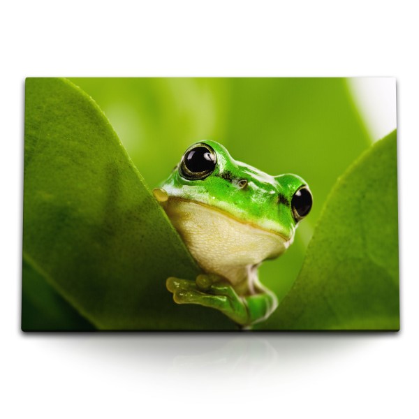 Paul Sinus Art 120x80cm Wandbild auf Leinwand Frosch Grün Froschgesicht Tierfotografie Tropisch