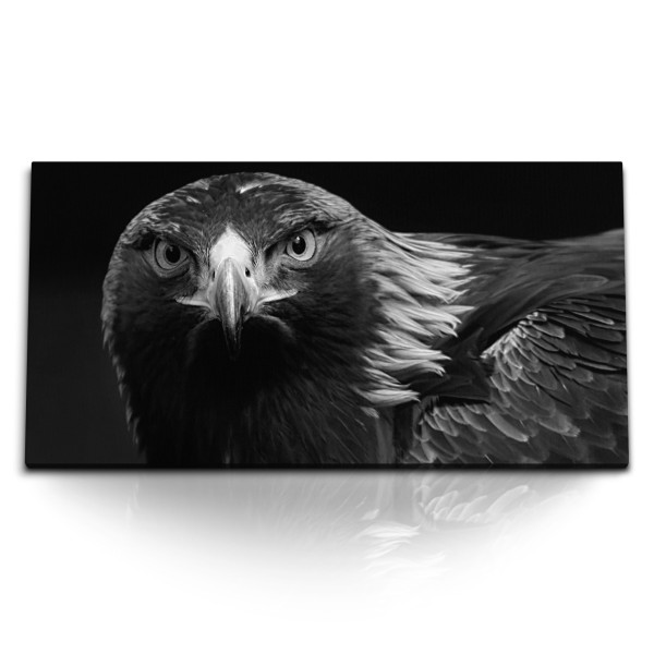 Paul Sinus Art Kunstdruck Bilder 120x60cm Adler Schwarz Weiß Tierfotografie Raubvogel Greifvogel