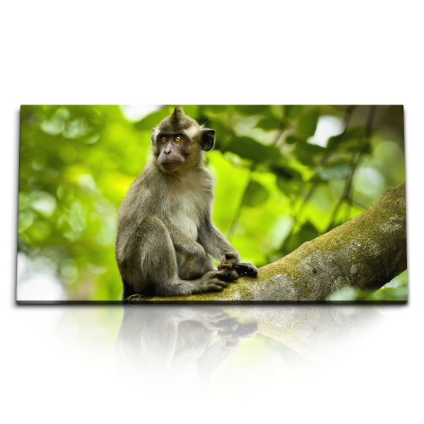 Paul Sinus Art Kunstdruck Bilder 120x60cm Mauritius Dschungel Affe Natur Grün Tierfotografie