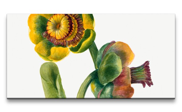 Paul Sinus Art Remaster 120x60cm Botanische Vintage Illustration Blume Blüte Kunstvoll Schön