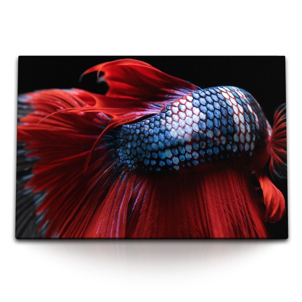 Paul Sinus Art 120x80cm Wandbild auf Leinwand Makrofotografie Kampffisch Aquarienfisch Blau Rot