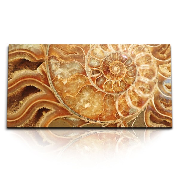 Paul Sinus Art Kunstdruck Bilder 120x60cm Fossil Schneckenhaus Spirale Kunstvoll Dekorativ