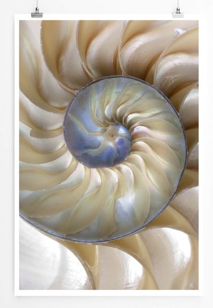 Paul Sinus Art 60x90cm Naturfotografie Poster Fibonacci Muschel