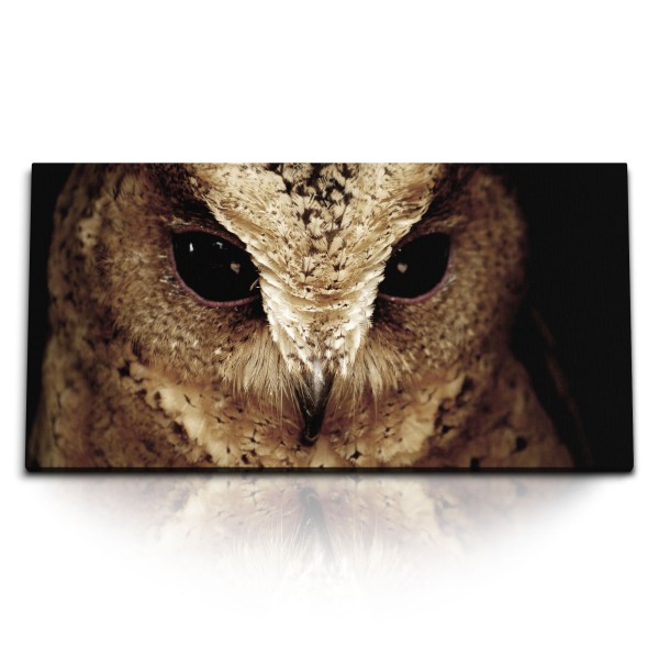 Paul Sinus Art Kunstdruck Bilder 120x60cm Porträt einer Eule Tierfotografie Vogelfotografie Vogel