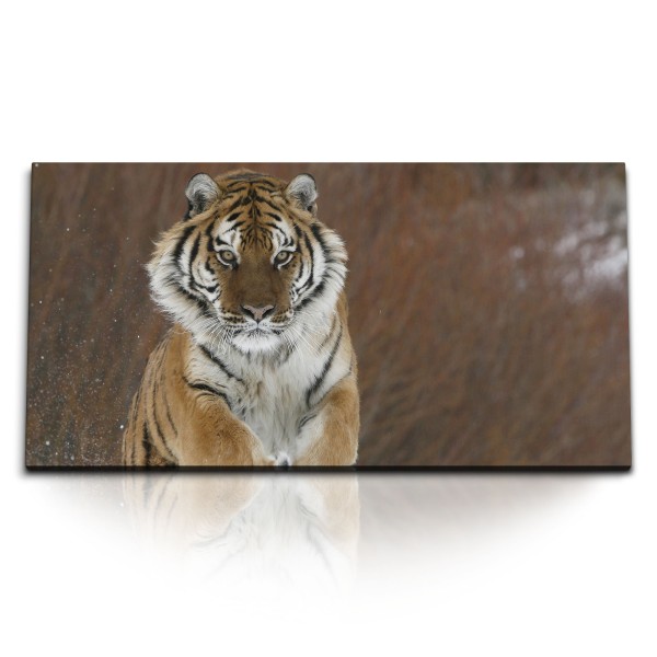 Paul Sinus Art Kunstdruck Bilder 120x60cm Sibirischer Tiger Tierfotografie Schnee Natur Raubkatze