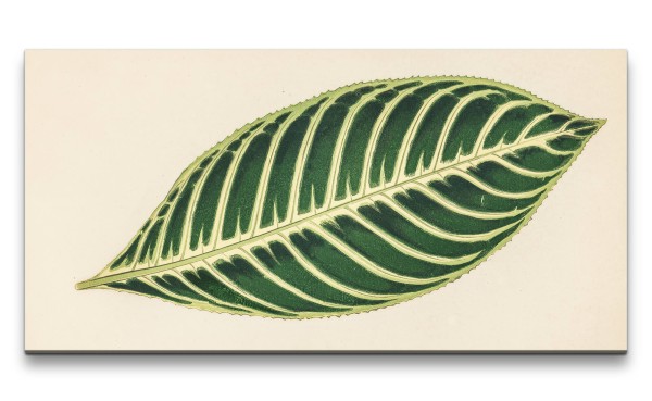 Paul Sinus Art Remaster 120x60cm Botanische Illustration Baumblatt Blatt Grün Natur Dekorativ