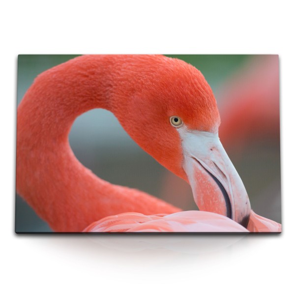 Paul Sinus Art 120x80cm Wandbild auf Leinwand Flamingo Tierfotografie Nahaufnahme Vogel Rot