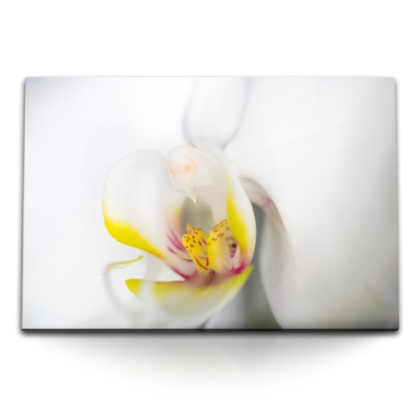 Paul Sinus Art 120x80cm Wandbild auf Leinwand Nahaufnahme Orchidee Blume Blüte Weiß Gelb