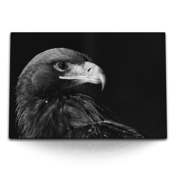 Paul Sinus Art 120x80cm Wandbild auf Leinwand Schwarz Weiß Tierfotografie Adler Raubvogel