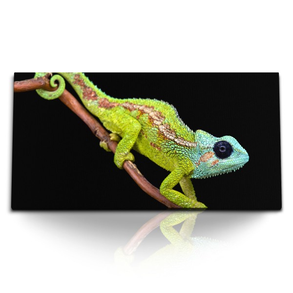 Paul Sinus Art Kunstdruck Bilder 120x60cm Camelion Reptil Tierfotografie schwarzer Hintergrund