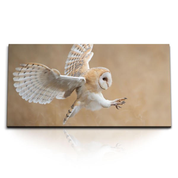 Paul Sinus Art Kunstdruck Bilder 120x60cm Weiße Eule Tierfotografie Beige Natur