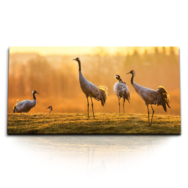 Paul Sinus Art Kunstdruck Bilder 120x60cm Tierfotografie Kraniche Natur Sonnenuntergang Vögel