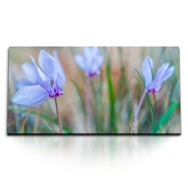 Paul Sinus Art Kunstdruck Bilder 120x60cm Blaue Feldblumen Wildblumen Blumen Natur Frühling