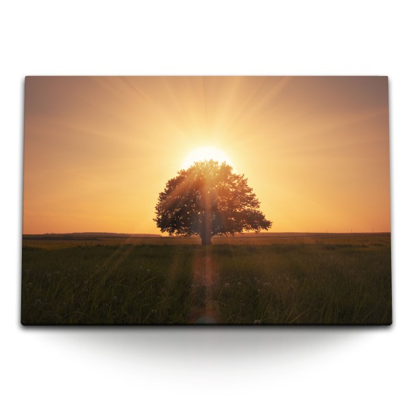 Paul Sinus Art 120x80cm Wandbild auf Leinwand Sonnenuntergang einsamer Baum Feld Abendrot Natur