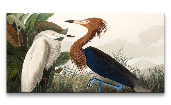 Paul Sinus Art Remaster 120x60cm Kunstvolle Vintage Illustration von Vögel Exotisch Schön Natur Dekorativ