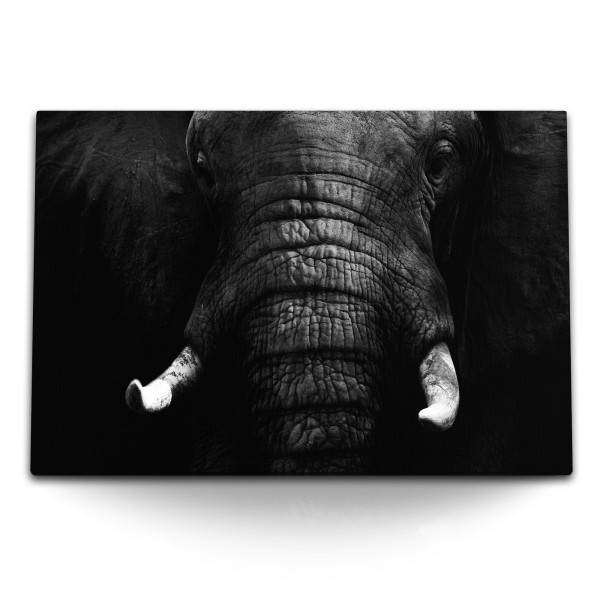 Paul Sinus Art 120x80cm Wandbild auf Leinwand Tierfotografie Elefant Schwarz Weiß Kunstvoll Dunkel