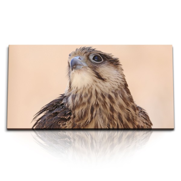 Paul Sinus Art Kunstdruck Bilder 120x60cm Falke Raubvogel Tierfotografie Greifvogel Vogel