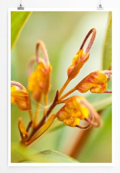 Paul Sinus Art 60x90cm Naturfotografie Poster Gelbe Blüten vor grünem Grund