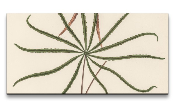 Paul Sinus Art Remaster 120x60cm Botanische Illustration Pflanze Blatt Grün Natur Dekorativ