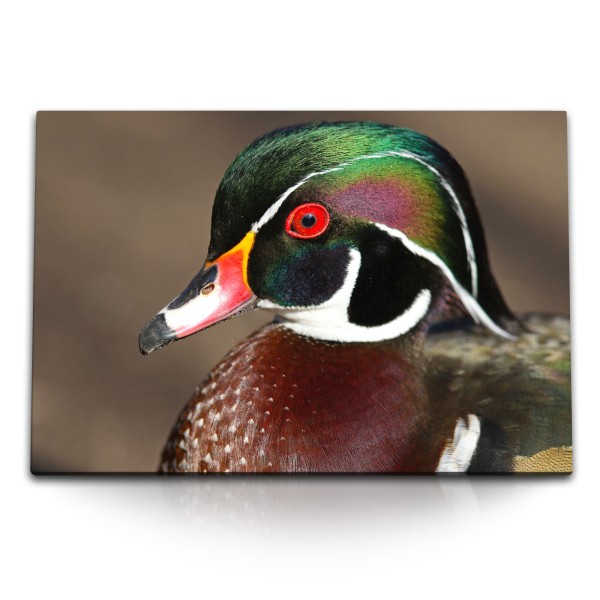 Paul Sinus Art 120x80cm Wandbild auf Leinwand Waldente Ente Tierfotografie Natur Vogel