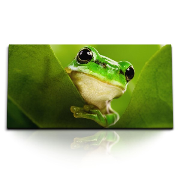 Paul Sinus Art Kunstdruck Bilder 120x60cm Frosch Grün Froschgesicht Tierfotografie Tropisch