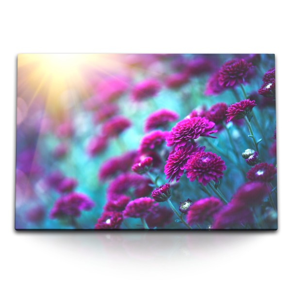 Paul Sinus Art 120x80cm Wandbild auf Leinwand Chrysanthemen Blumen Sonnenschein Violett Blüten