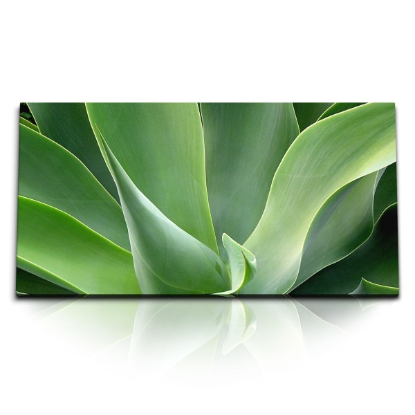 Paul Sinus Art Kunstdruck Bilder 120x60cm Grüne Pflanze Aloe Vera Fotokunst Nahaufnahme