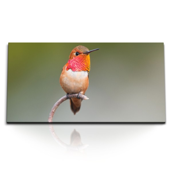 Paul Sinus Art Kunstdruck Bilder 120x60cm Kleiner exotischer Vogel Kolibri Tierfotografie