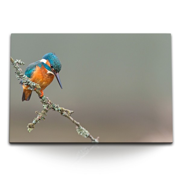 Paul Sinus Art 120x80cm Wandbild auf Leinwand Tierfotografie Eisvogel Kingfisher kleiner Vogel auf Ast