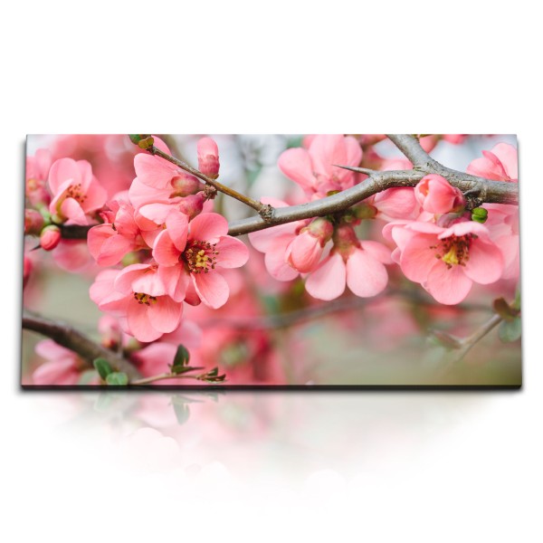 Paul Sinus Art Kunstdruck Bilder 120x60cm Baumblüten Frühling Blüten Rosa Ast Baum