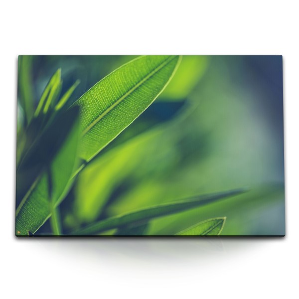 Paul Sinus Art 120x80cm Wandbild auf Leinwand Grüne Pflanzenblätter Nahaufnahme Natur Pflanze