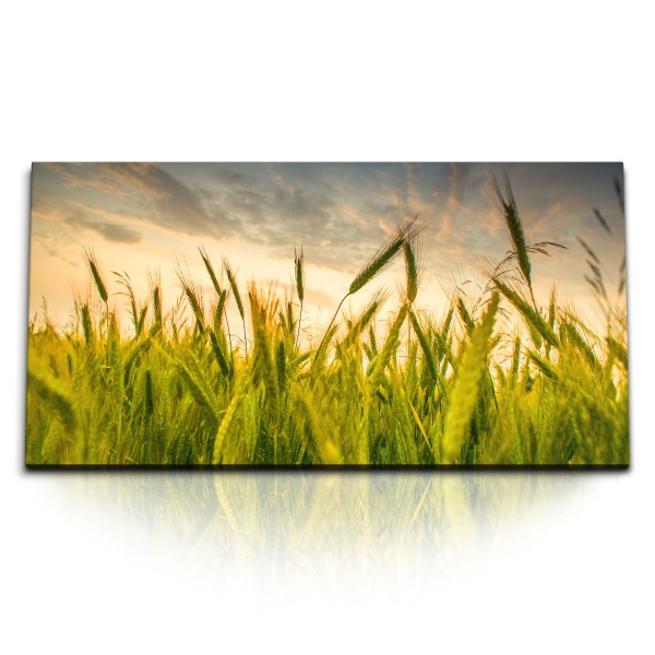 Paul Sinus Art Kunstdruck Bilder 120x60cm Weizen Weizenfeld Sommer Sonnenuntergang