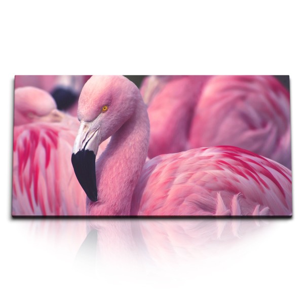 Paul Sinus Art Kunstdruck Bilder 120x60cm Rosa Flamingos Florida Tierfotografie Vogel