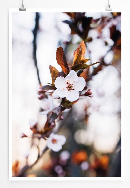 Paul Sinus Art Naturfotografie 60x90cm Poster Blüten eines Apfelbaums im Frühling