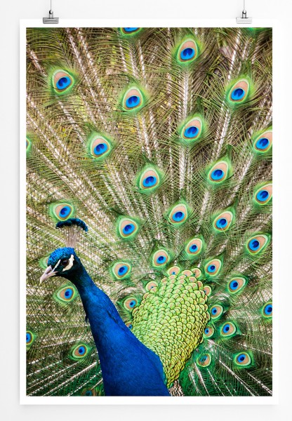 Paul Sinus Art 90x60cm Poster Tierfotografie Porträt eines männlichen Pfau