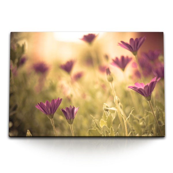 Paul Sinus Art 120x80cm Wandbild auf Leinwand Blumen Wildblumen Kosmeen Blumenwiese Natur