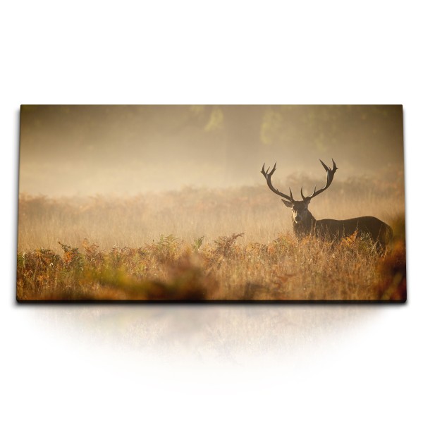 Paul Sinus Art Kunstdruck Bilder 120x60cm Hirsch Tierfotografie Grasland Natur Hirschgeweih